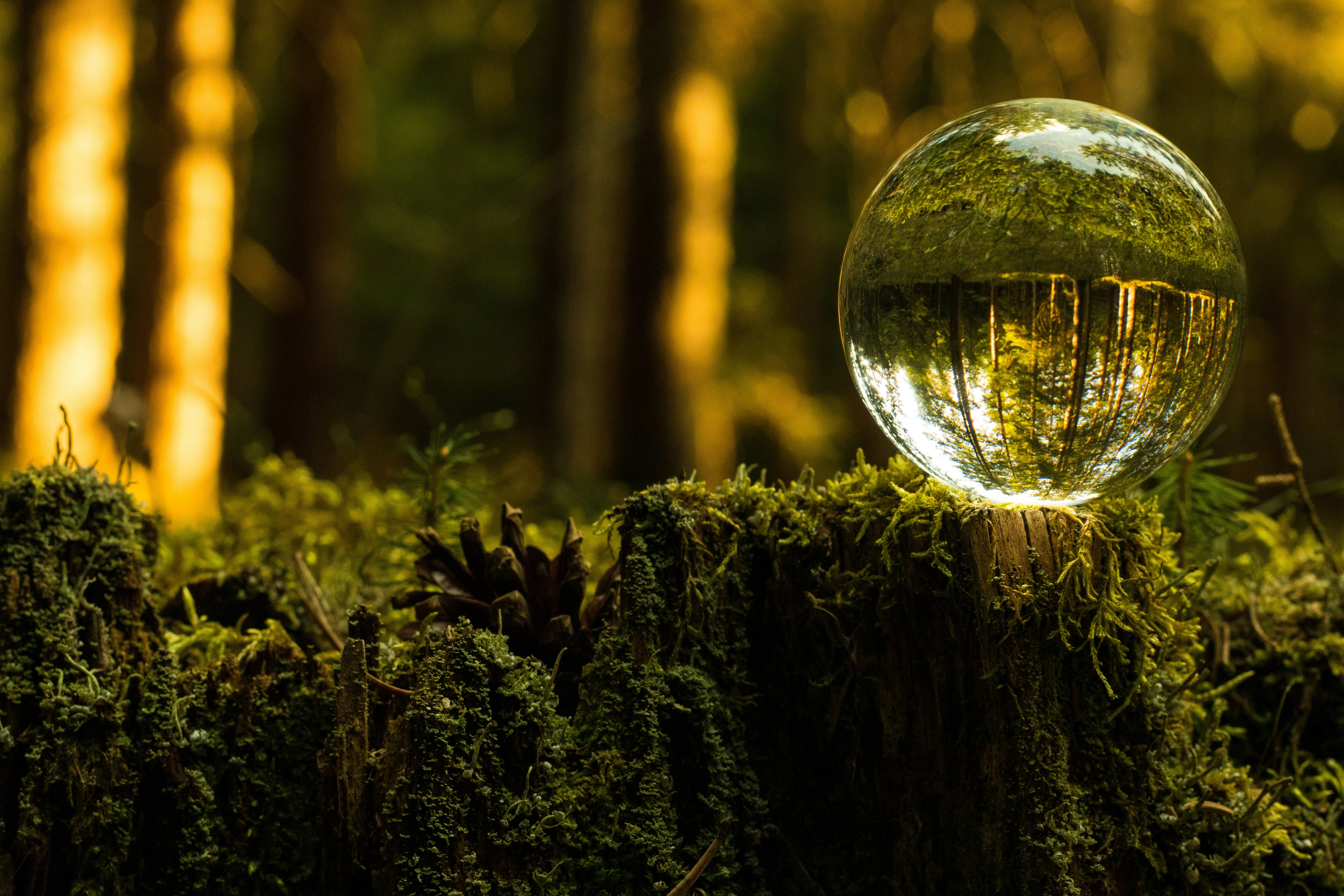 clear glass ball on brown tree trunk